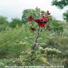 Sturt Desert Pea - National symbol of SA